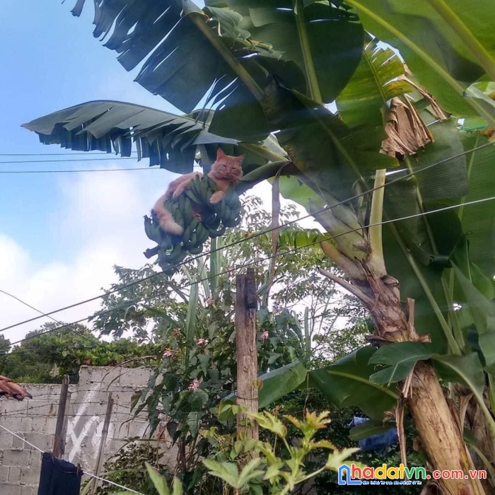 Đất vườn view cực đẹp bàu hàm 2 thống nhất đồng nai 500 nửa sào