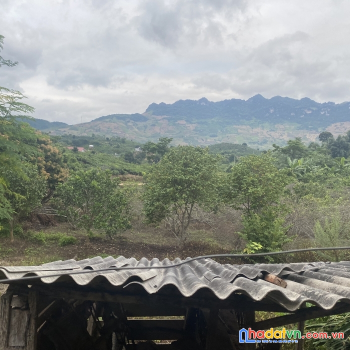 Bán đất chính chủ, mộc châu, vị trí đắc địa, dt 4000m2, có sẵn thổ cư