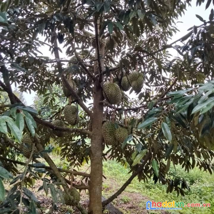 Bán đất vườn sầu riêng 3000m,giá chỉ 590tr

