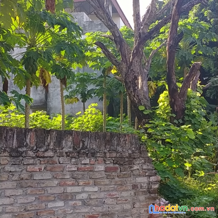 Chủ bán 103m đ cầu cả, cổ loa, ô tô, chia lô, giá đầu tư, nhỉnh 3 tỷ