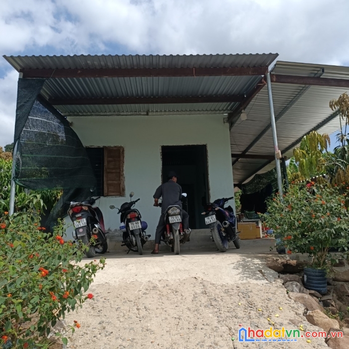 Bán đất có sẵn trang trại, cây ăn quả , nhà cấp 4 tại diên sơn - diên khánh