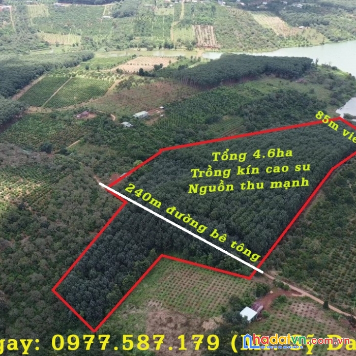 4.6ha cao su view hồ lớn giá đầu tư