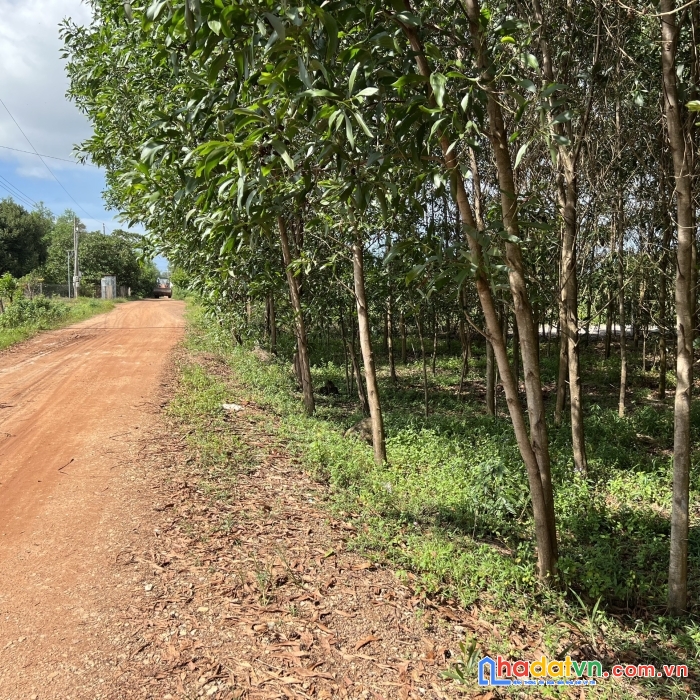 Quá nhiều pa thiết kế biệt thự đẹp ko biết chọn pa nào nên bá.n. 234m2 31ha trâu quỳ. lh 0989894845
