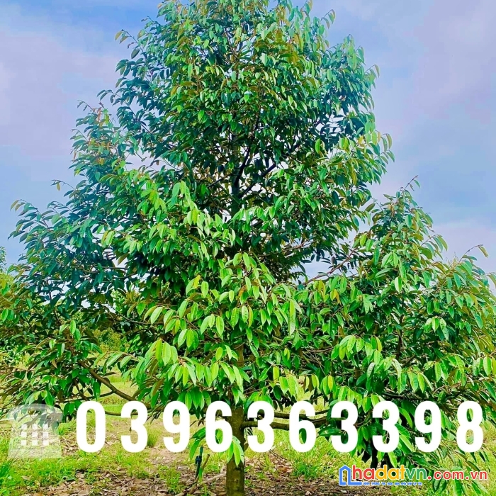Sở hữu ngay lô đất đẹp vị trí đắc địa tại xã dakai, huyện đức linh, bình thuận