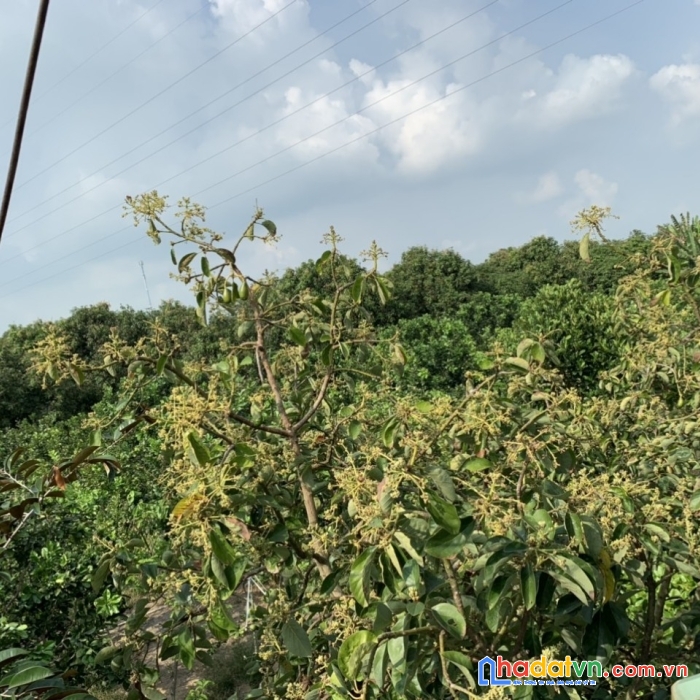 Cần bán 16 công đất vườn cây ăn trái tại thành phố châu đốc,