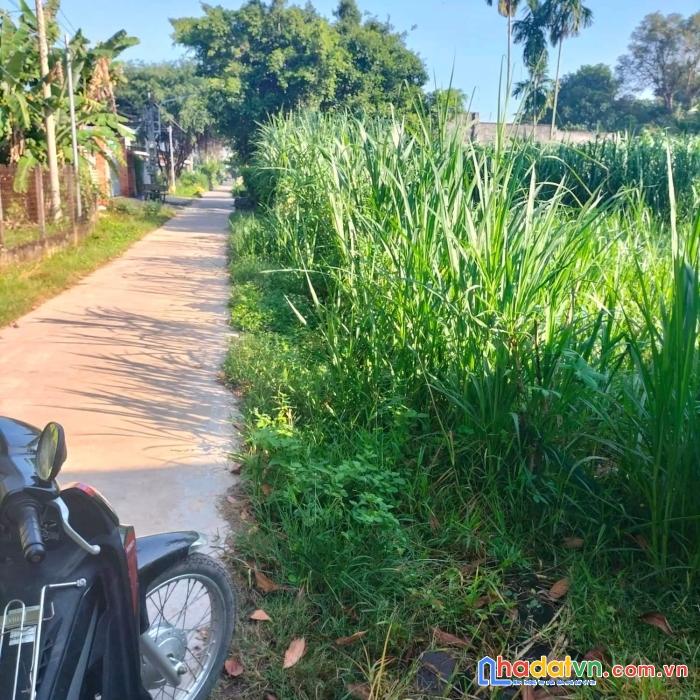 Chính chủ cần bán đất tại ấp suối cao a xã phước đông huyện gò dầu tây ninh