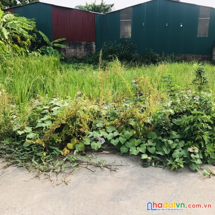 Bán đất bìa làng hương trầm-thuỵ lâm đường ô tô tránh tiện ích đầy đủ.