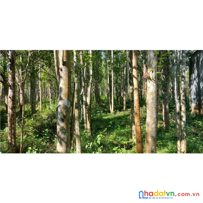 Đất an phú tam kỳ, 5215m2, có 400m2 ở đô thị