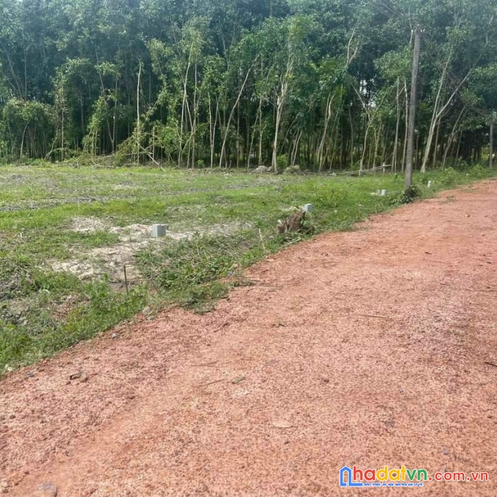 Chính chủ bán đất 250m2 tại phước vinh – châu thành giá 139 triệu