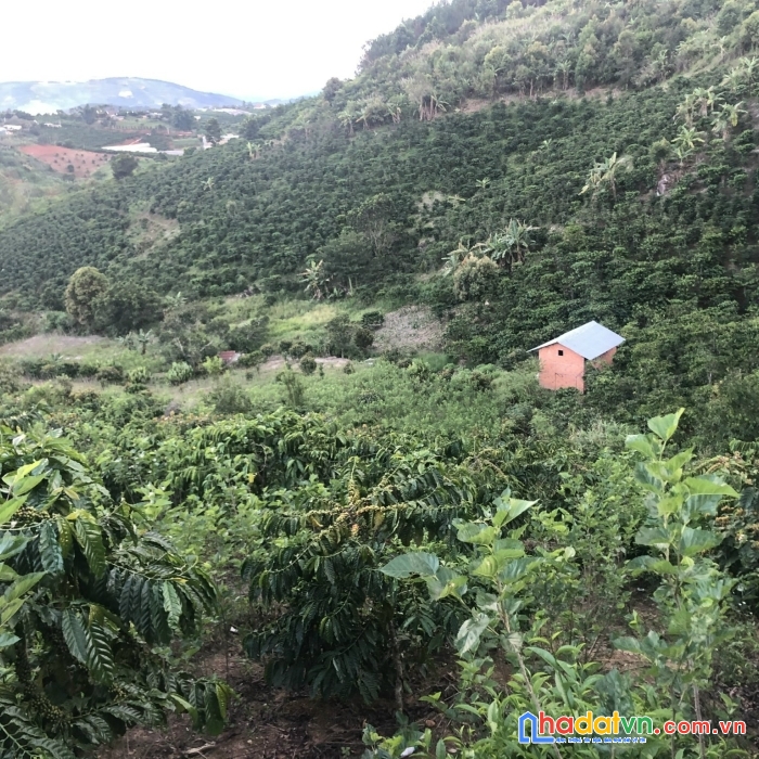 Cần tiền bán gấp đất rộng view đẹp tại tà nung, đà lạt 9000m2