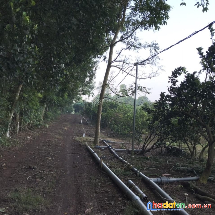 “cần bán trang trại sầu riêng 11.7 ha”