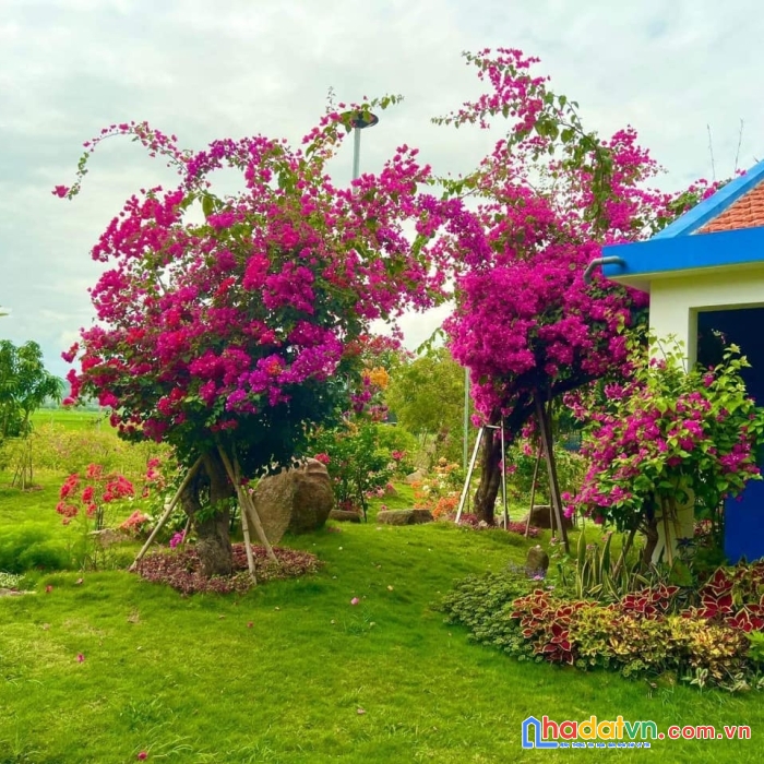 Sang nhượng lại fram tuyệt đẹp, ninh hòa khánh hòa, có vườn , ao hồ, cảnh đẹp tựa như đà lạt...