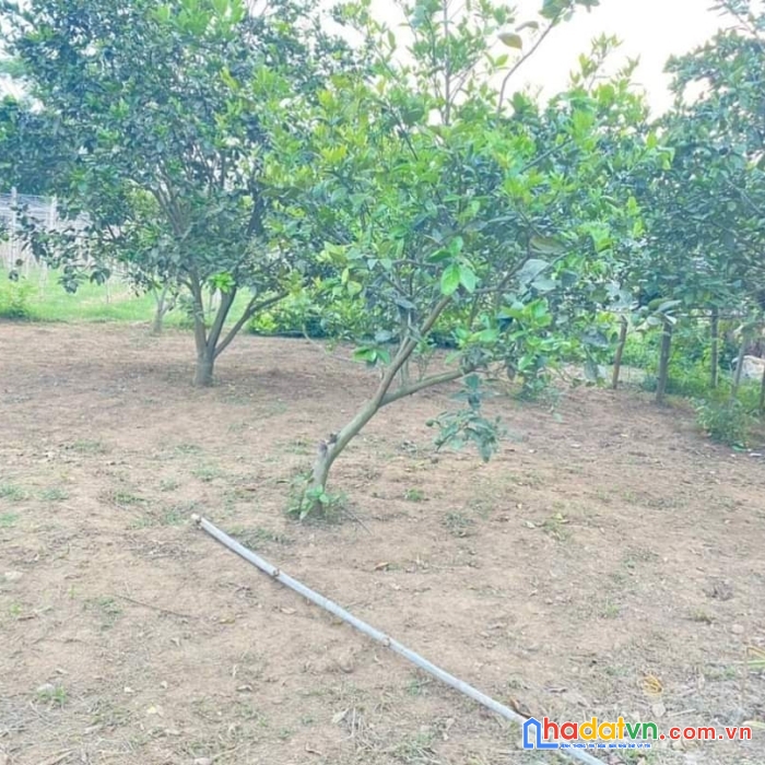 Bán đất hòa bình tại thị trấn chi nê, lạc thủy dt 1470m2 giá chỉ 9.5 triệu /m2