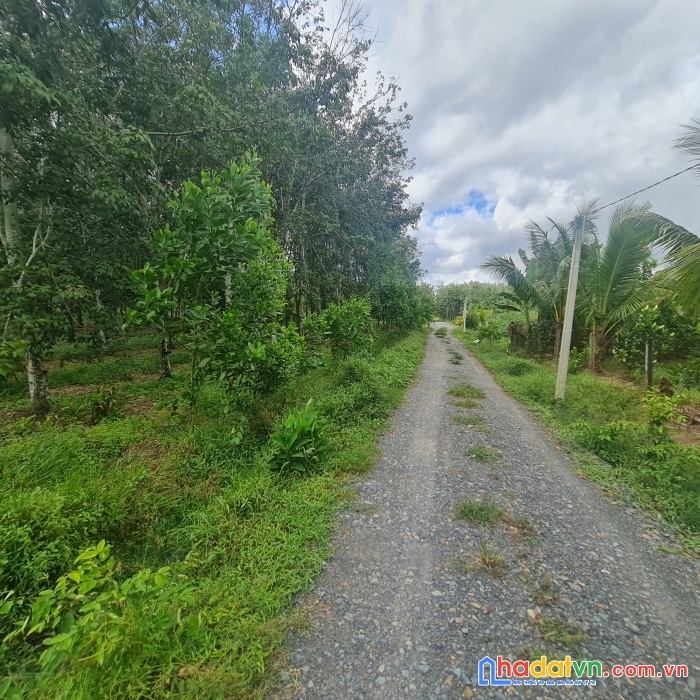 Đất lập vườn cây da hiệp thạnh gò dầu tây ninh