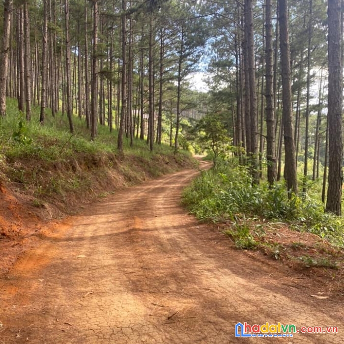 Kẹt tiền giảm giá bán gấp đất rộng view đẹp đầu xuân trường, đà lạt 1000m2 giá chỉ 2.75 tỷ