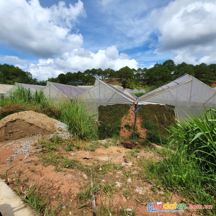 Đại hạ giá 

bán gấp lô đất giá rẻ cho anh chị đầu tư chỉ 450 triệu đường đa phú, đà lạt