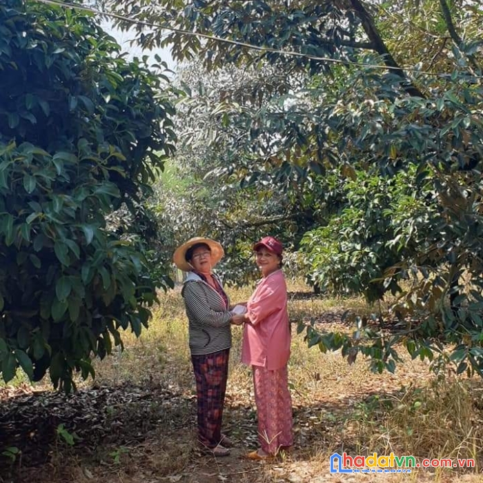 #17 đất lộc thiện bình phước, tại tt lộn ninh 168m2 thổ cư 100 giá 365 triệu bao sổ