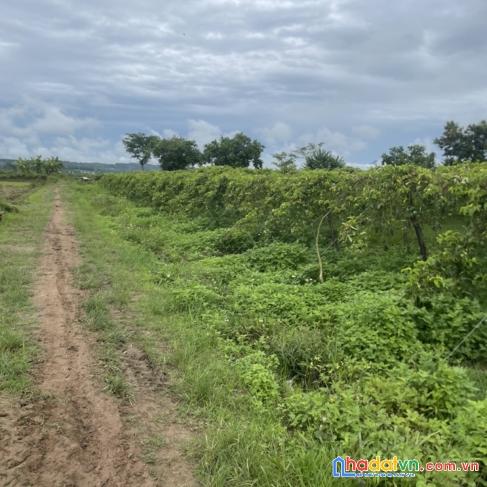 Hót hót nhanh tay sở hữu ngay lô đất đẹp tại xã đoàn kết, tp kon tum, kon tum