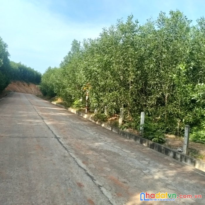 Chính chủ cần bán lô đất rừng mặt tiền tại thị trấn vân canh - bình định