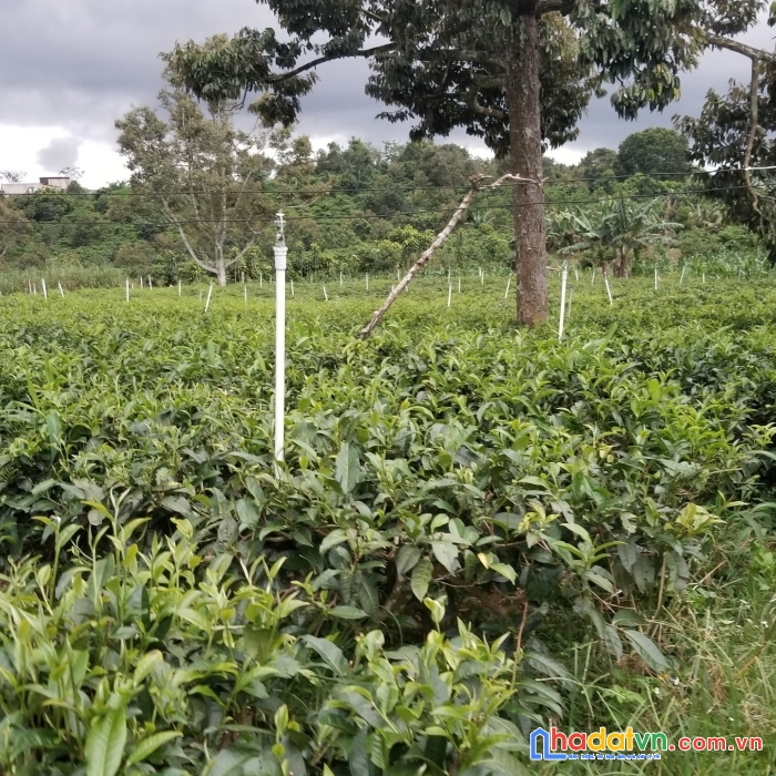 Chính chủ cần bán đất huyện di linh, tỉnh lâm đồng liên hệ: 0903303635