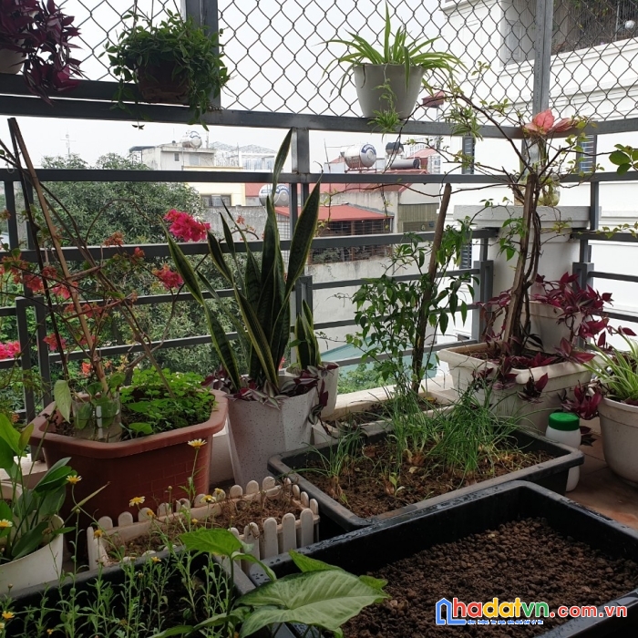 Siêu phầm nhà ngọc thụy 62mx5t dân xây ôtô thông 5 tỷ trong đê