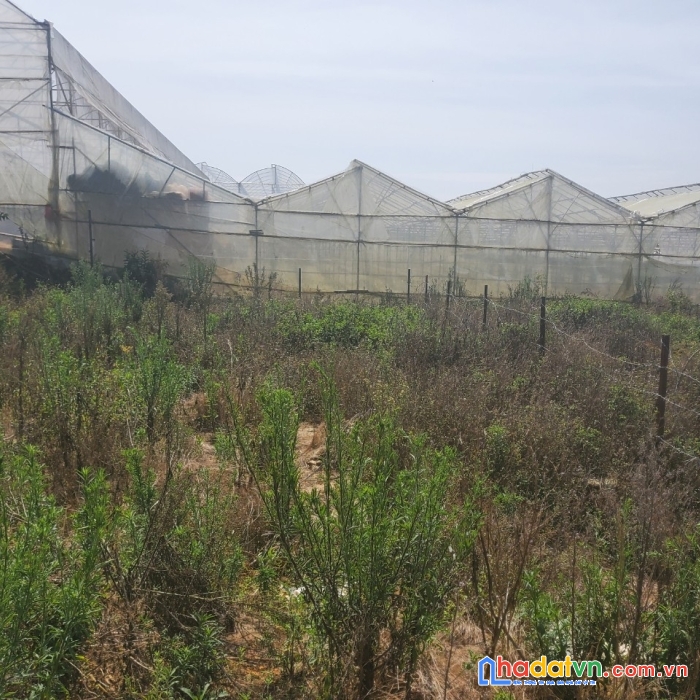 Cần bán gấp trong tuần đất biệt thự thích hợp đầu tư tại thái phiên, đà lạt 206m2 giá chỉ có 4.7 tỷ