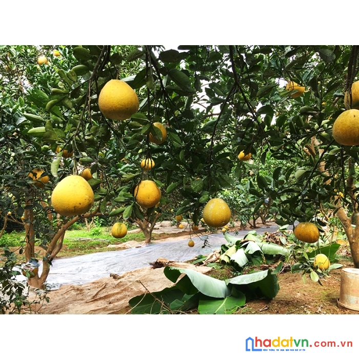 Ngoại tôi bán vườn xoài để về ở với con cháu lh 0969.622.454