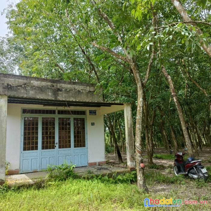 Chính chủ cần bán lô đất  vị trí đẹp tại xã định thành- huyện dầu tiếng