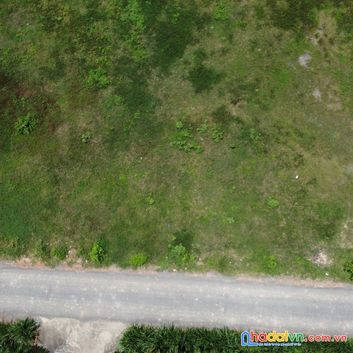 Chính chủ cây da hàng đẹp đường nhựa