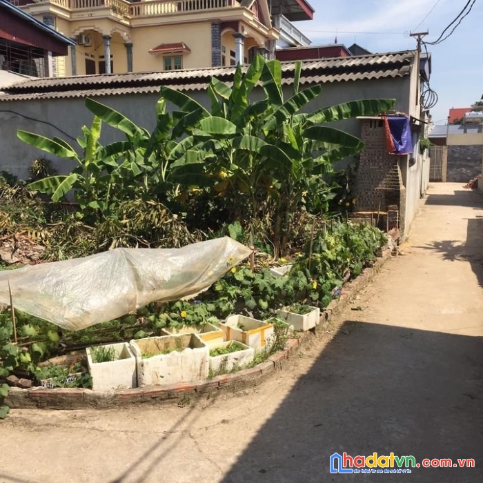 (hàng đẹp) cần bán gấp 52m2 ninh nộn, xã tân dân, huyện sóc sơn. đường 3m, ngõ thông giá chỉ 8x0
