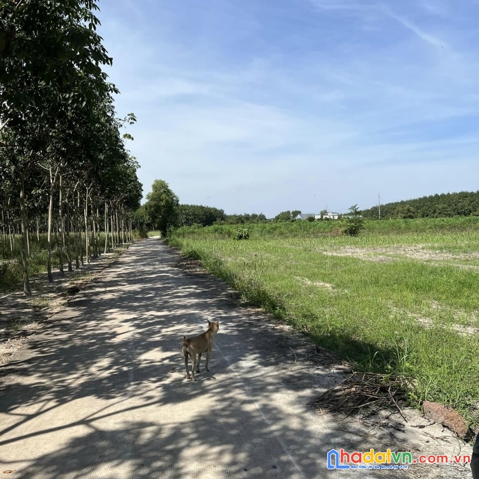 Chủ cặp bồ bị vợ đuổi nên bán rẻ 500m2 đất thị xã chơn thành, gần trung tâm và sát kcn becamex