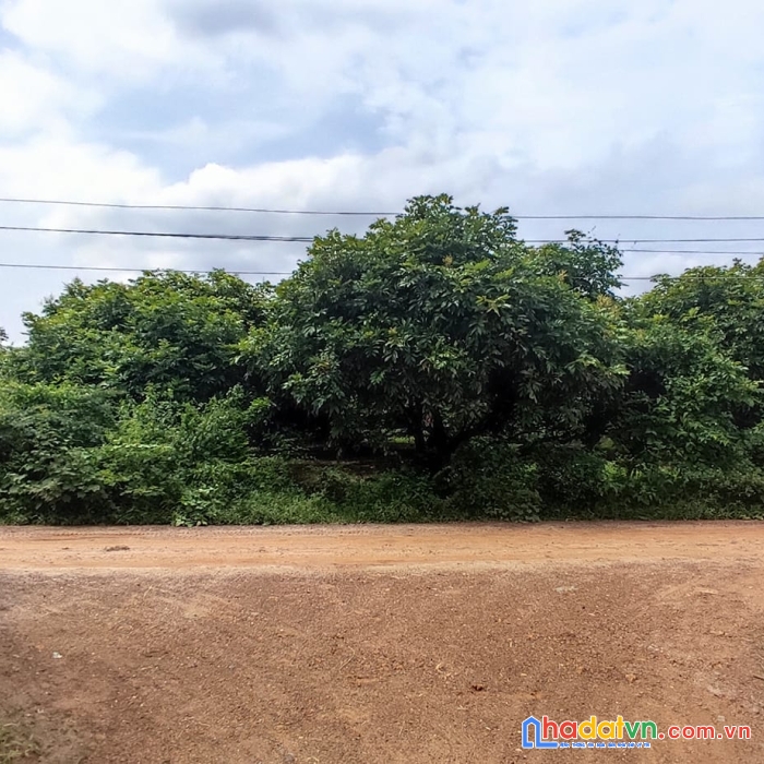 Bán gấp lô đất trồng nhãn 1.330m2 xóm bố-hiệp thạnh. 140tr/1m ngang -20m x 99m ( hnk )