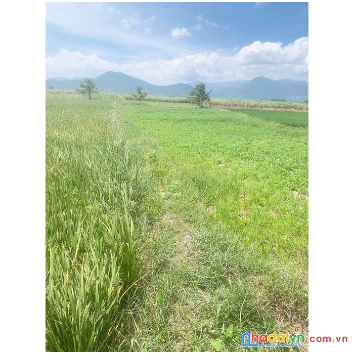 Sở hữu ngay lô đất đẹp tại xã cam thành nam, tp cam ranh, khánh hòa