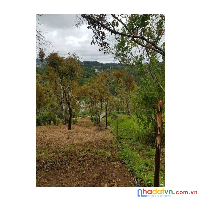 Cần bán gấp đất nền biệt thự view đẹp đường 3 tháng 4, đà lạt giá 915m2