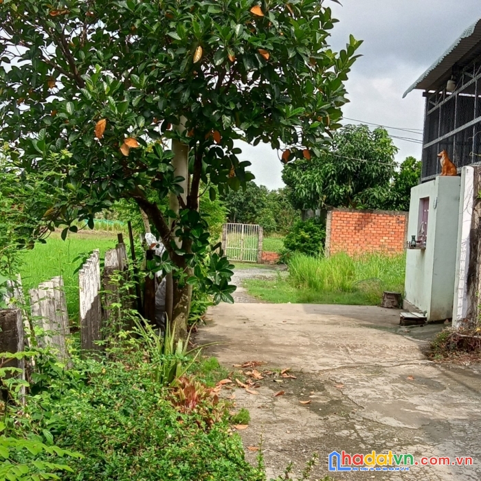 Bán nhà 150 m2 giá bán 3,5 tỷ ấp nhà thờ, xã tân lân, huyện cần đước, long an