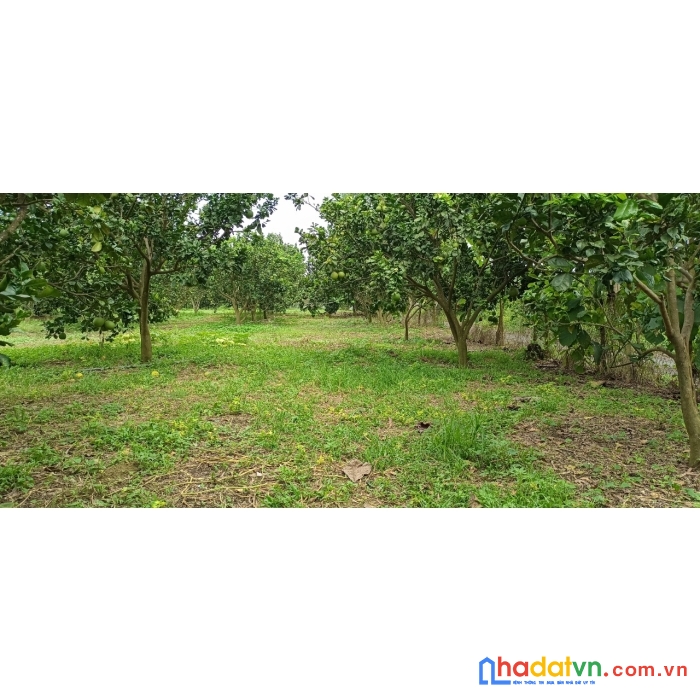 Bán đất vườn định quán có sẵn vườn trái cây giá chỉ 920tr