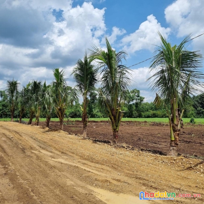 Bán đất nông nghiệp, lâm nghiệp, đất vừơn tại đồng nai.
