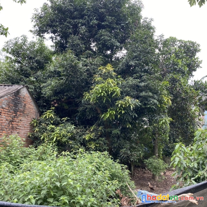 Rẻ nhất tân xã 210m2, mt 10m tại thôn 2 tân xã giá chưa đến 4tỷ cách cnc chỉ hơn 1km.