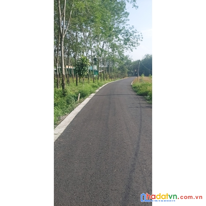 Bán nhanh đất vị trí đẹp tại xã long tân, huyện dầu tiếng, bình dương