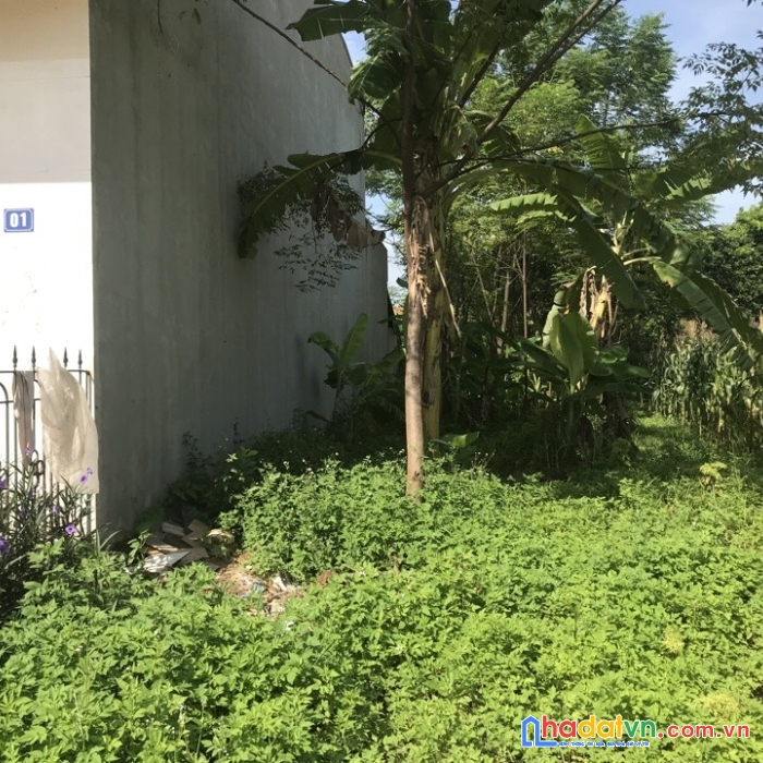 Cần bán đất tại khu biệt thự đồi làng hạ. cạnh dự án tnr stars phong châu.chính chủ bán