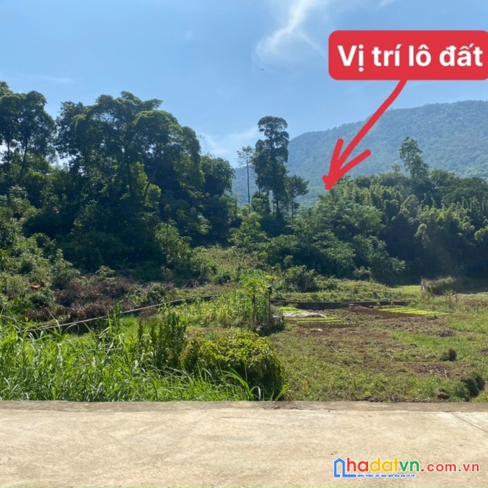 ******chính chủ cần chuyển nhượng 6000m2( tc +cln) đất tại đồng vỡ- phú mãn- quốc oai giá chỉ vài