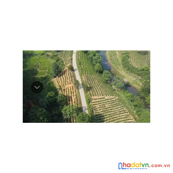 Bán 200 ha rừng siêu bằng phẳng ở tân sơn, phú thọ, 100 triệu/ha