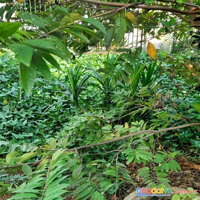 Cần bán lô đất vị trí đắc địa , giá đầu tư tại quận 9 tphcm