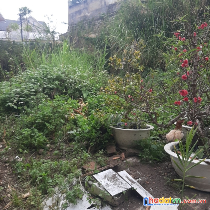 Cần bán gấp đất xd giá rẻ đường nguyễn du, đà lạt giá chỉ 2.3 tỷ