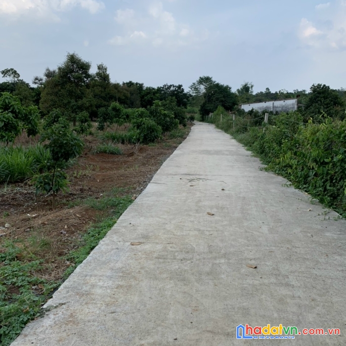 Chính chủ cần bán 4 lô đất tại : xã sông ray, h. cẩm mỹ. đồng nai