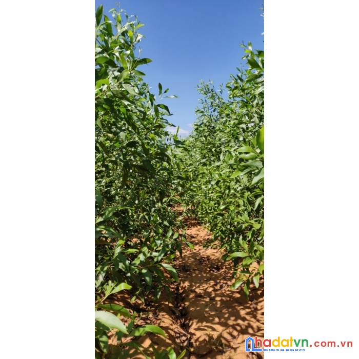 Chính chủ bán đất tại hồng trung - hồng phong - bình thuận