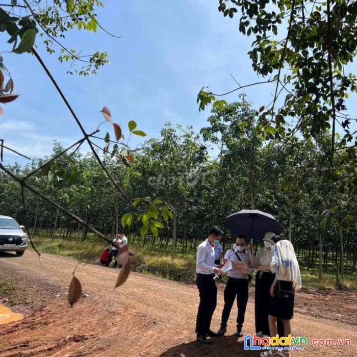 Chính chủ bán đất ở long hà, huyện phú riềng, bình phước