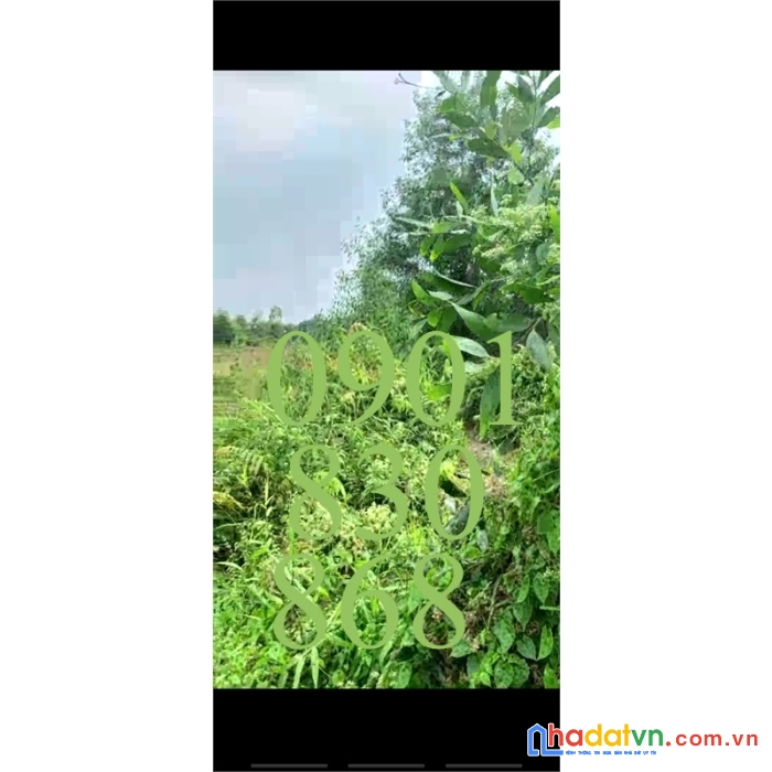 Chính chủ bán đất, ngang 25m, đức hòa, long an, chỉ 1,9 tỷ