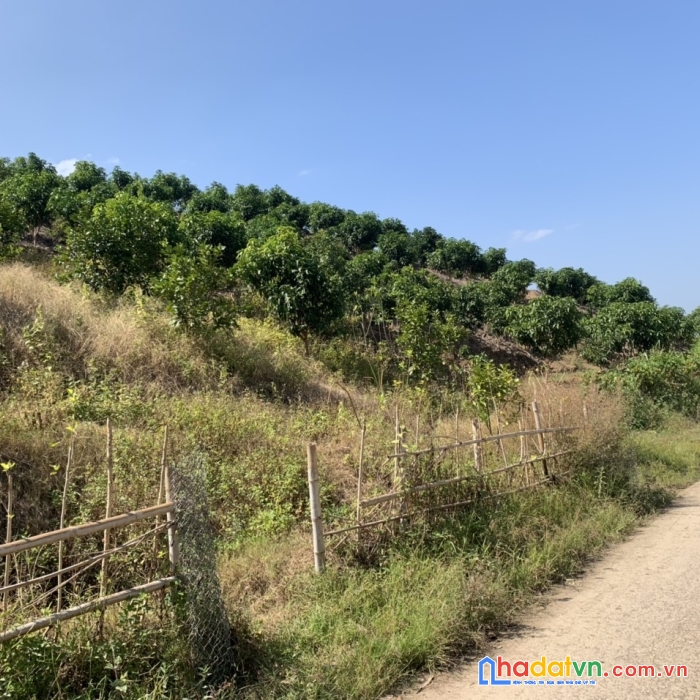 Cần bán mảnh đất 2.1 ha tại mộc châu, có 400m2 thổ cư, gía chỉ 1,x tỷ