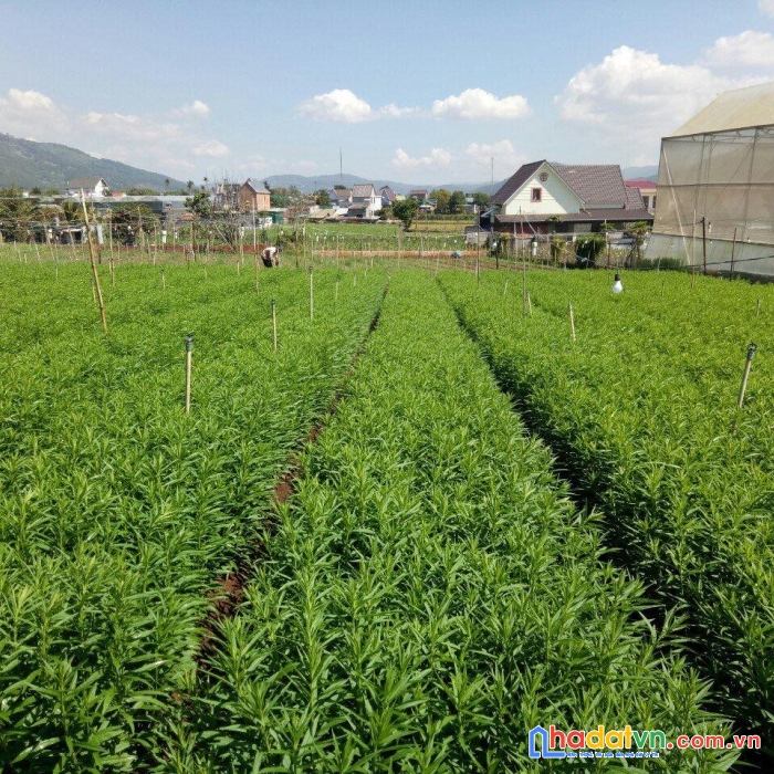 Bán 3 xào đất định an cách trung tâm đà lạt 18km